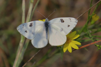 Checkered White male